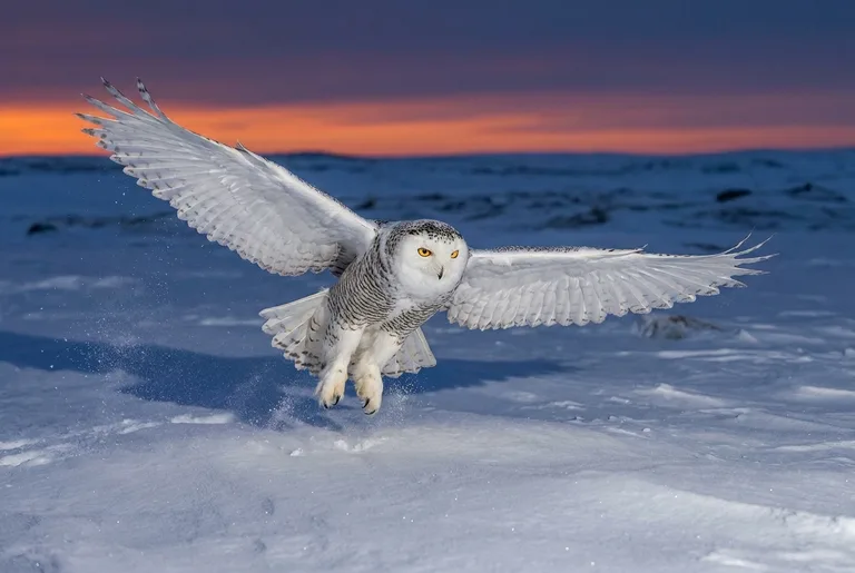 Arctic Snow Owl Flight