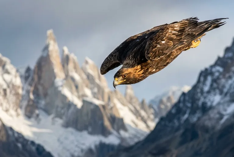 Patagonian Golden Eagle Strike